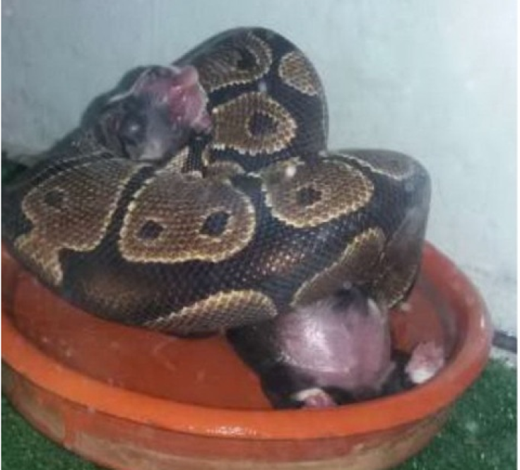 Snake eating dog alive