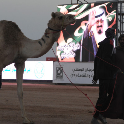 Saudi camel fest