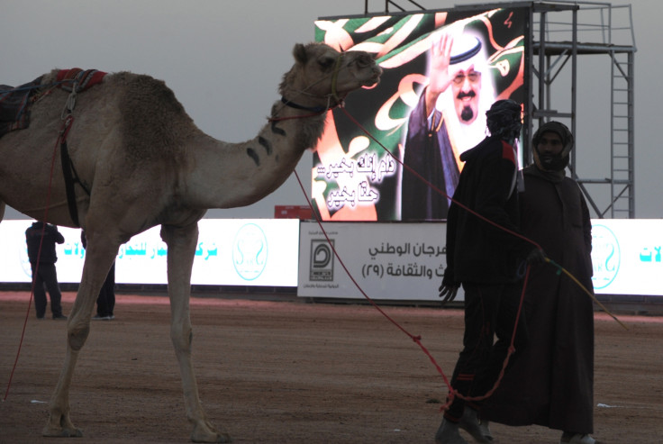 Saudi camel fest