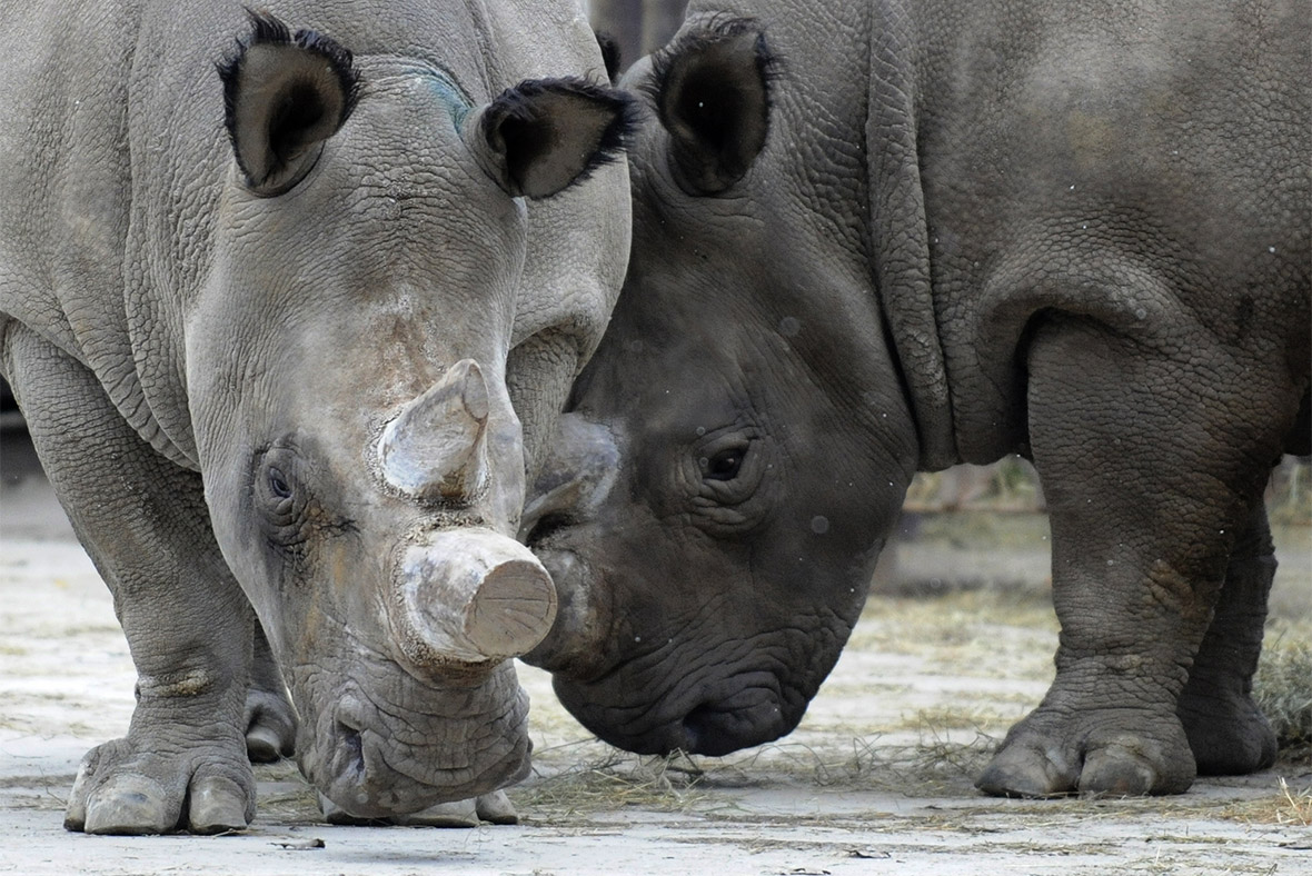 Czech Dvur Kralove zoo removes rhino horns from entire herd to pre-empt poachers