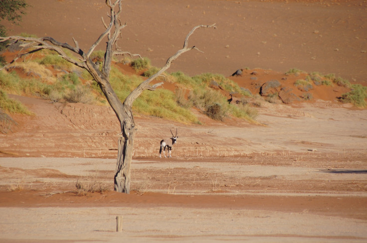 rainfall in desert