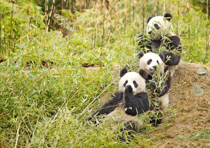 Giant panda