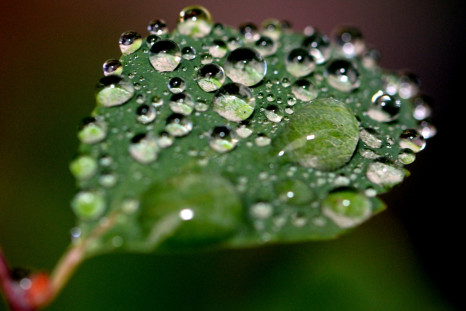 Droplets of water