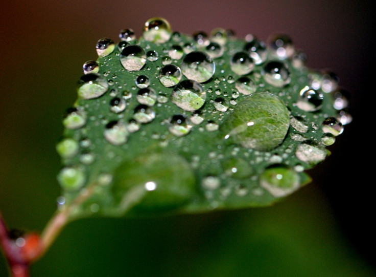 Droplets of water