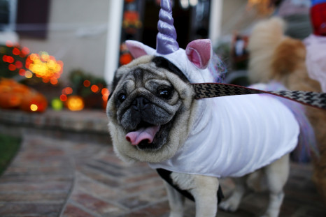 A pug dog is dressed up in costume as she trick or treats with her owners during Halloween in Encinitas, California October 31, 2015 