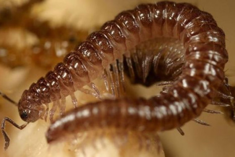 New species of millipede discovered in south Wales former coal mine