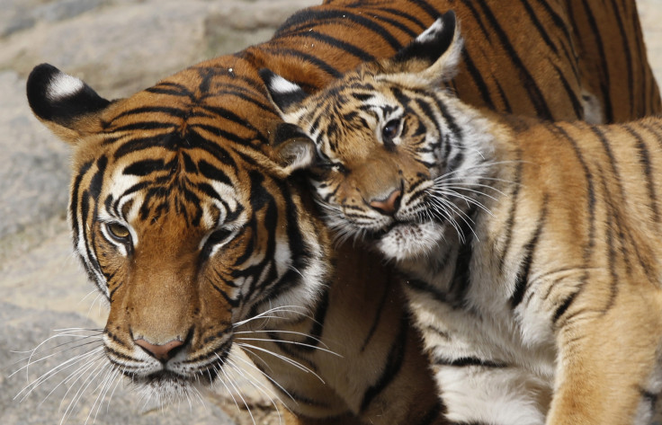 Indochinese tigers
