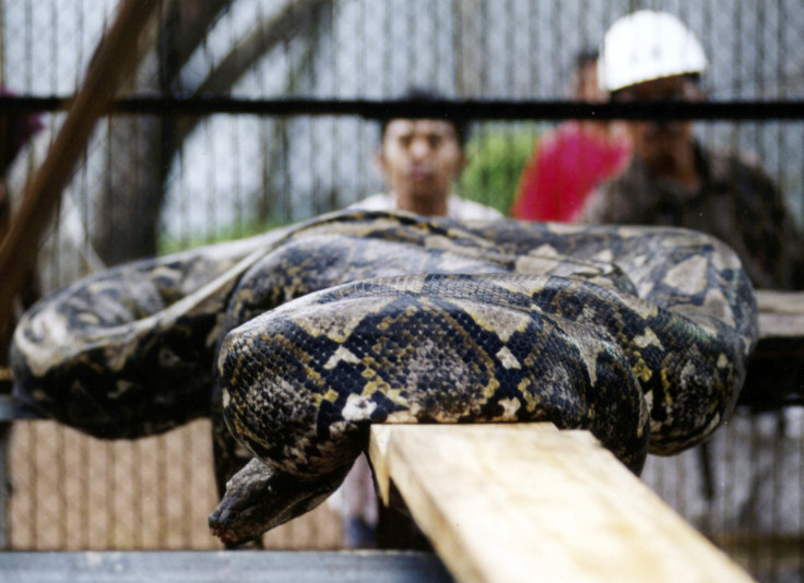 Reticulated python