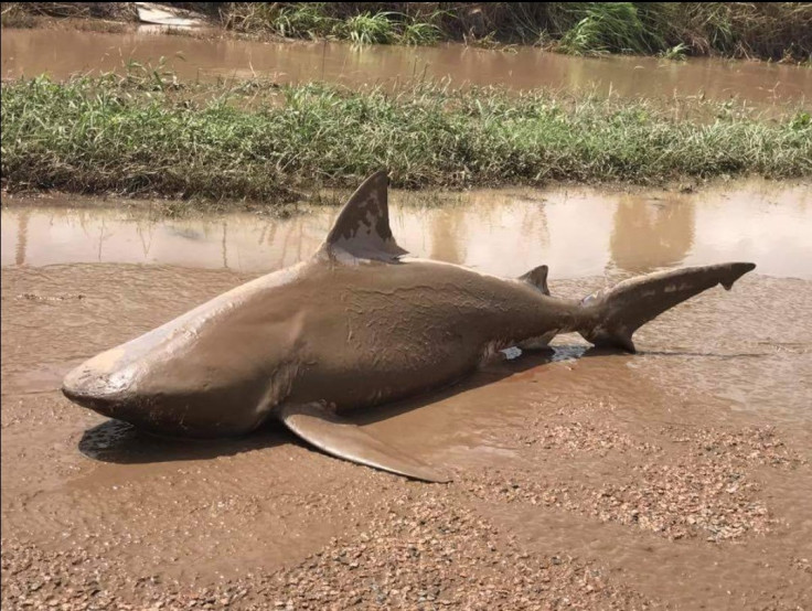 Shark Australia Cyclone Debbie