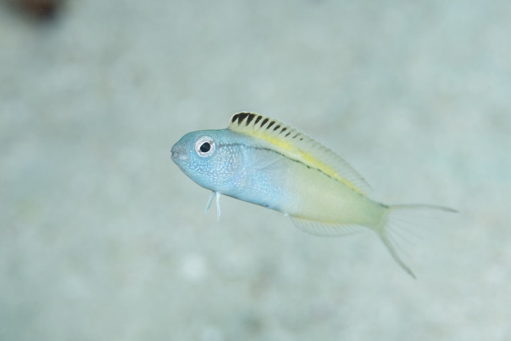 Fang blenny fish