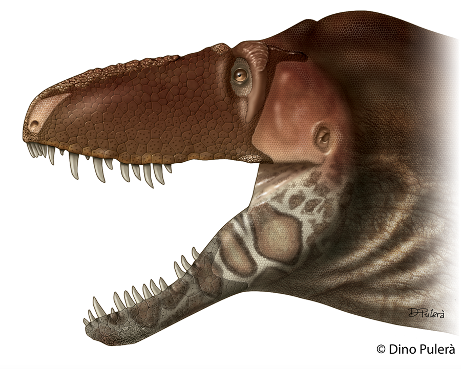 Newly Discovered In Montana This Tyrannosaurus Had A Sensitive Side Just Look At Its Face 3282