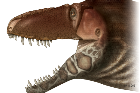 Daspletosaurus horneri 