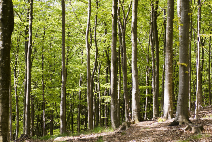 Beech forest