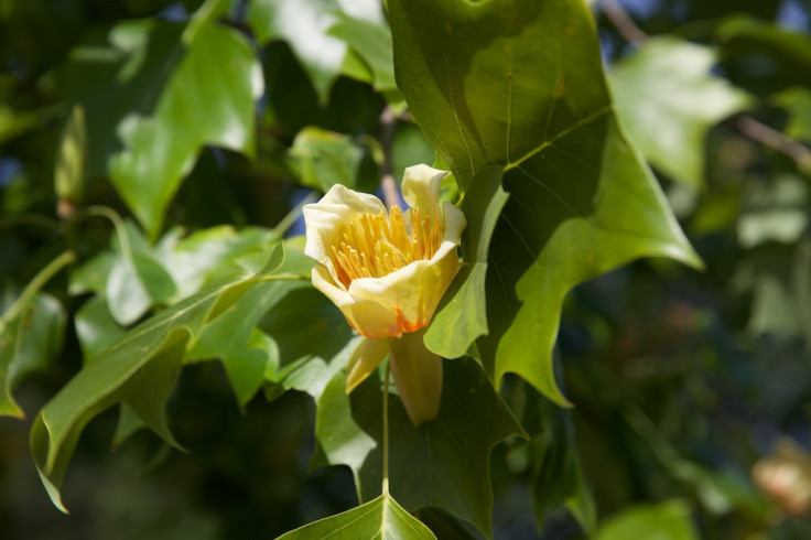 Tulip poplar