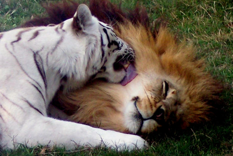 lion and tigre