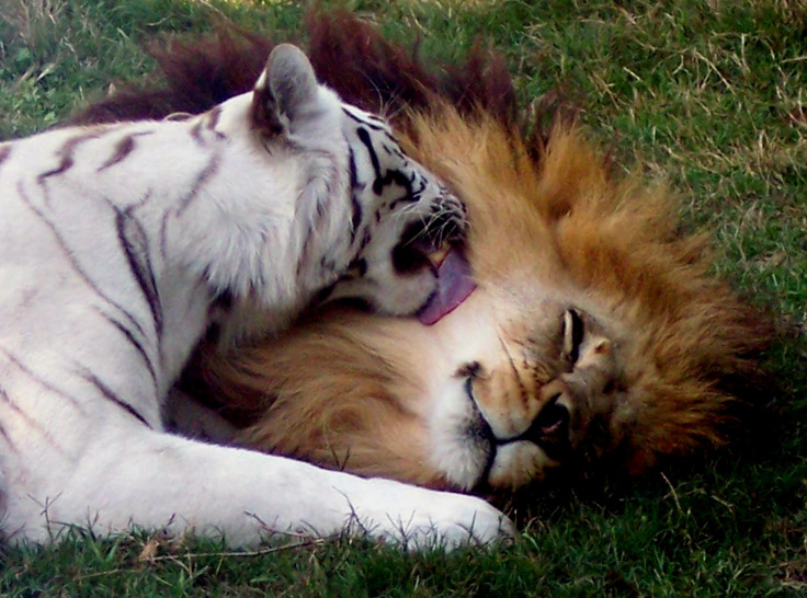 lion and tigre