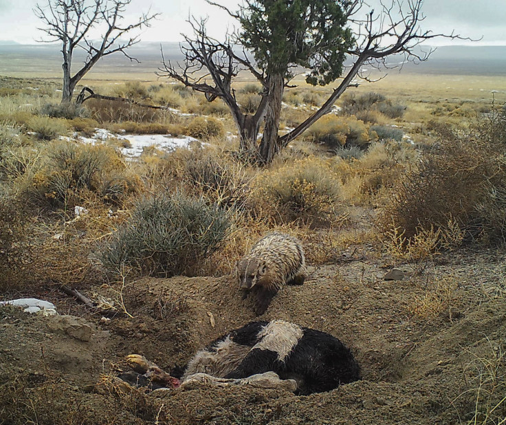 badger burial