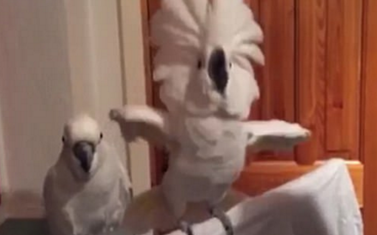 Internet goes crazy for cockatoo filmed rocking out to 