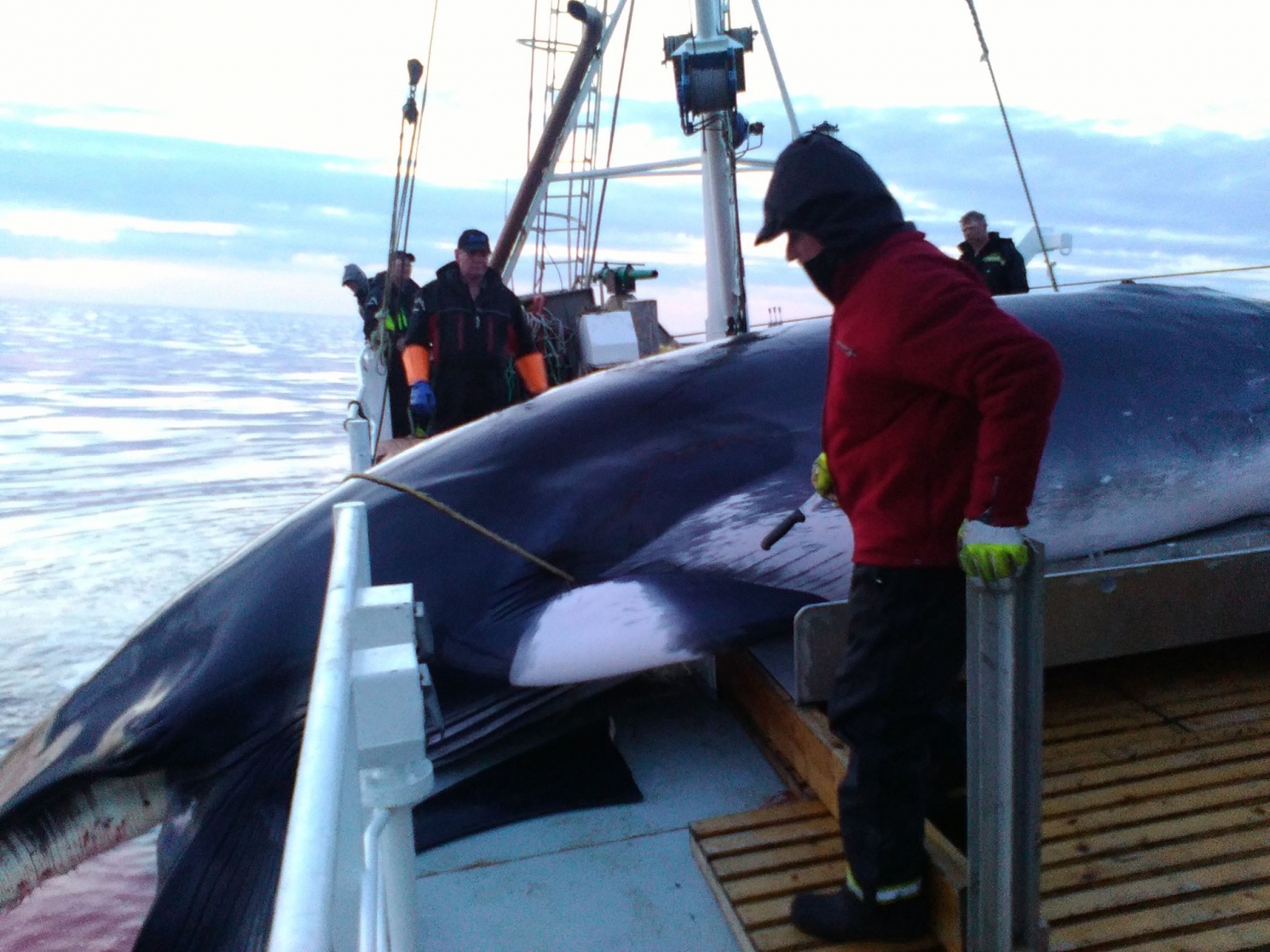 L’Islande suspend la chasse à la baleine jusqu’en août suite au tollé général