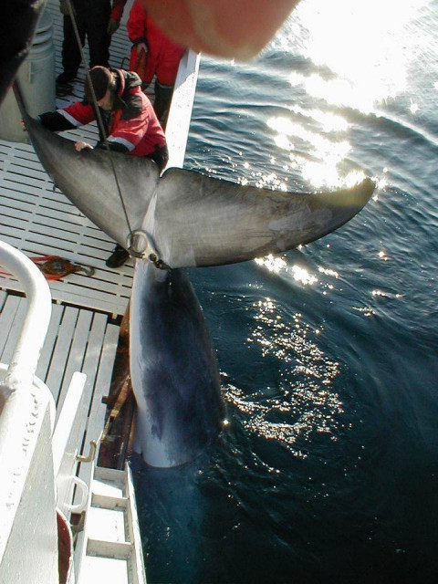 Norway whaling