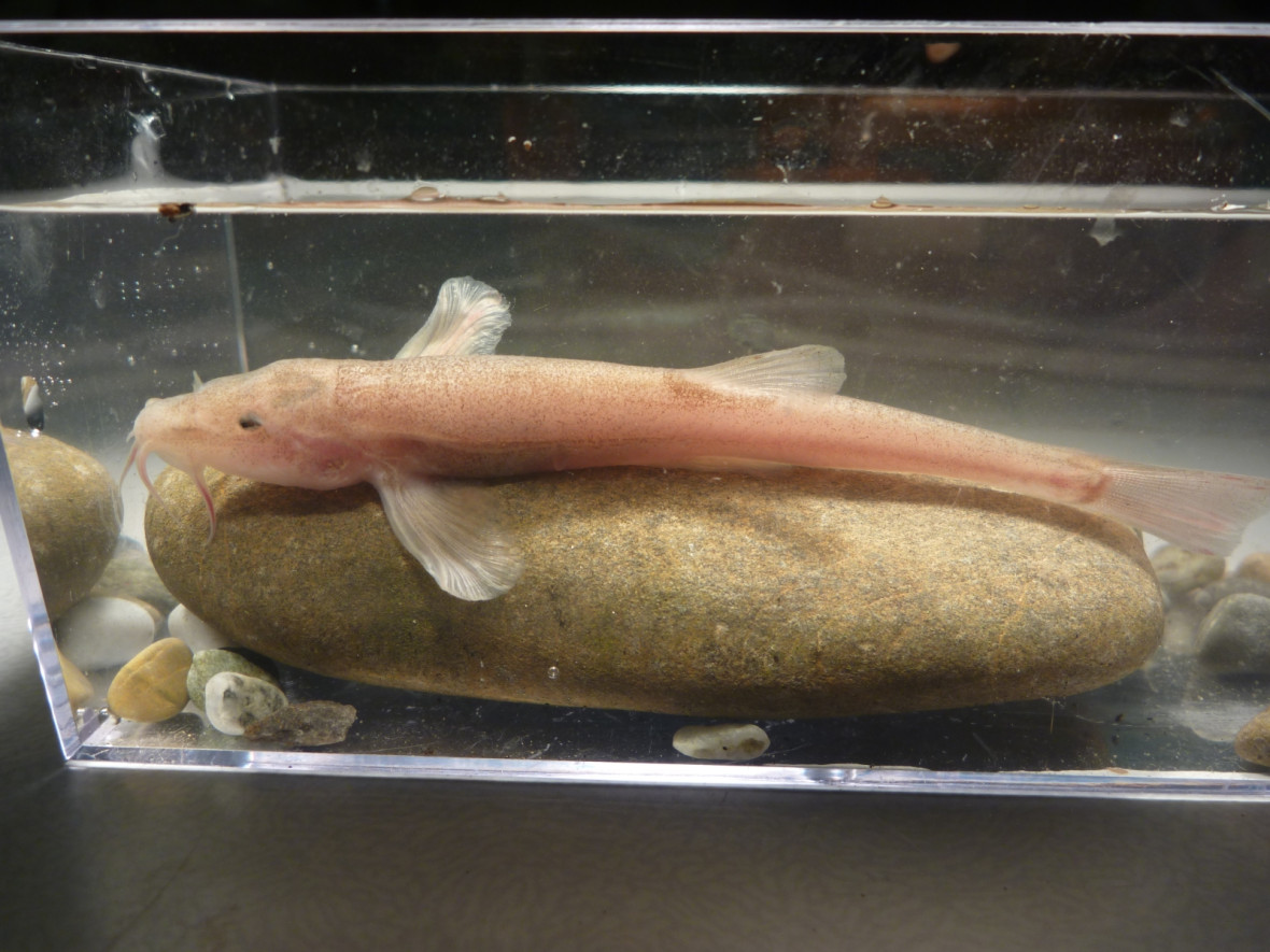 cave fish europe cave fish europe