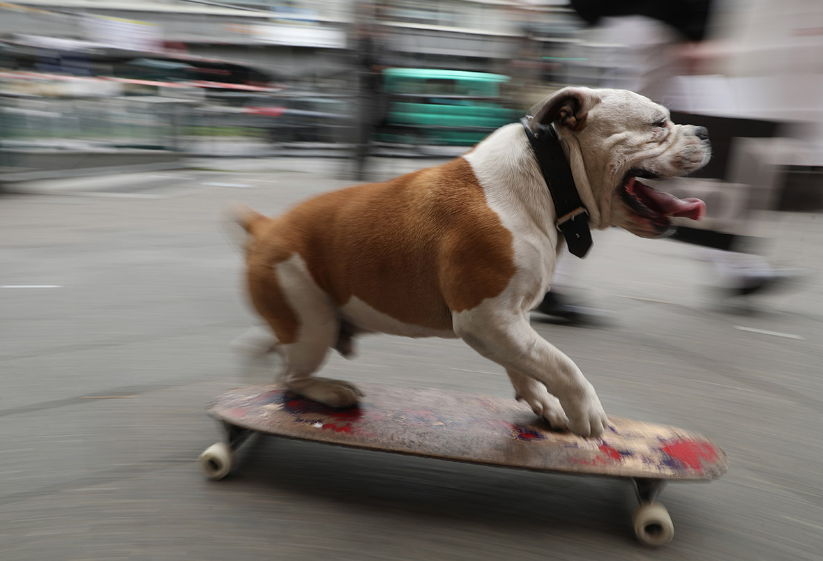 Skateboarding dog