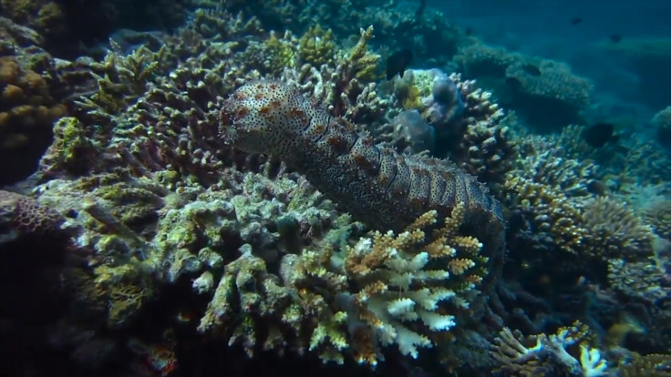 Marine biologists using 3D modelling on Reef