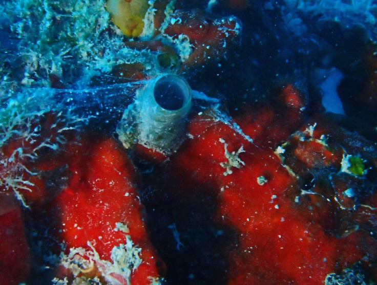 worm snail