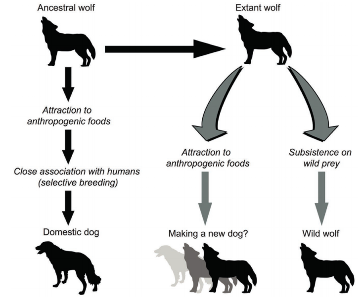 Domestication of wolves