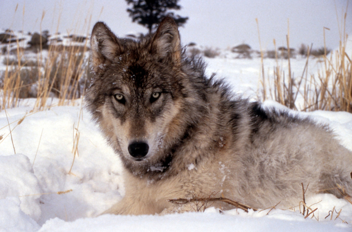 Gray wolf Gray wolf