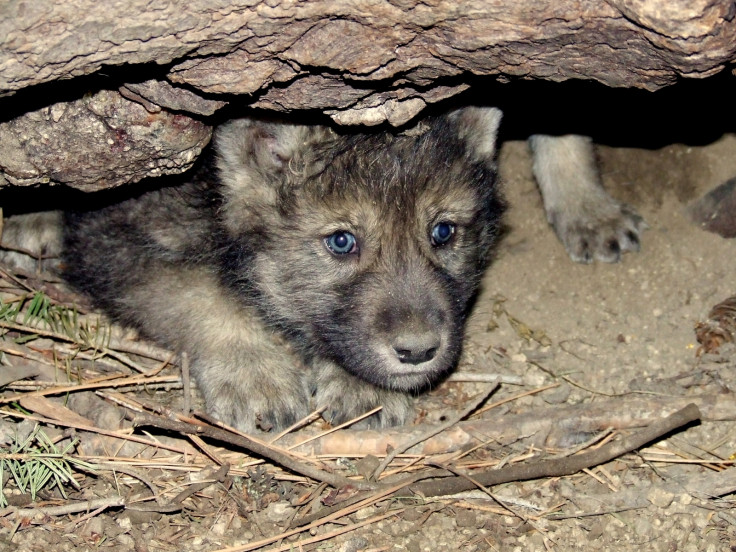 Gray wolf pup