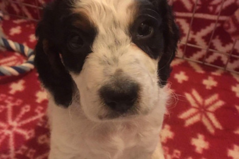 great yarmouth puppy benji drowned