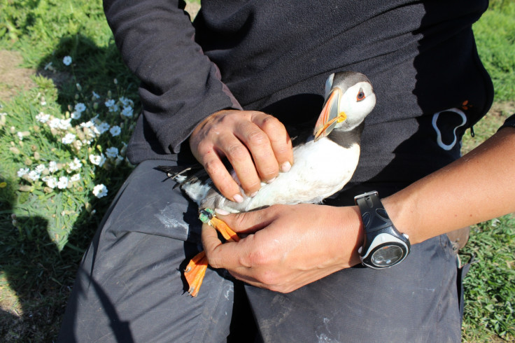 Puffin