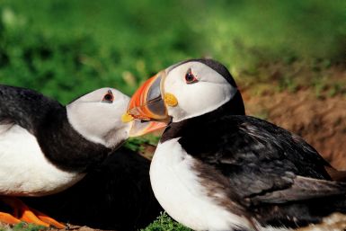 Soulmate puffins