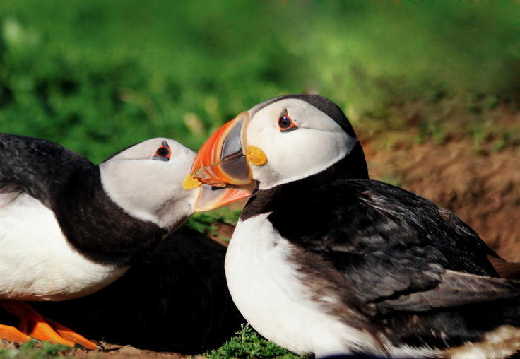 Soulmate puffins