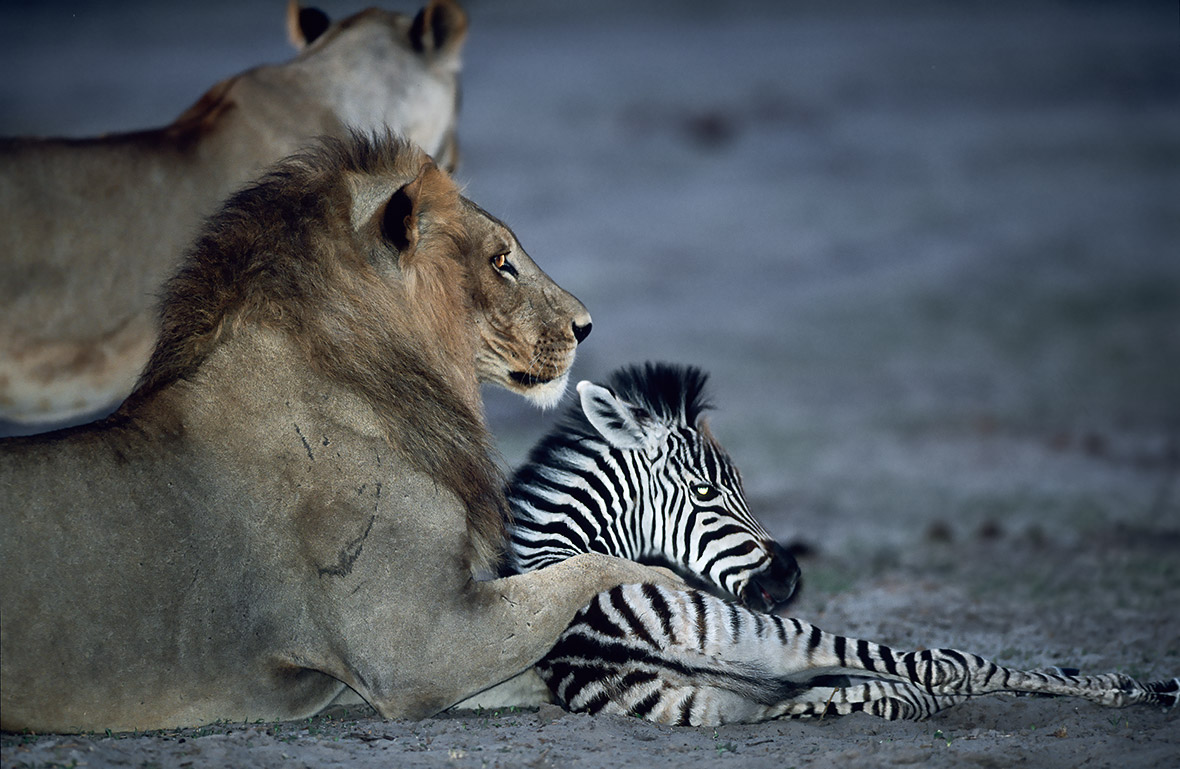 Stunning wildlife photos capture moments of surprising animal behaviour ...