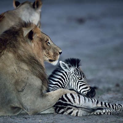 Stunning wildlife photos capture moments of surprising animal behaviour