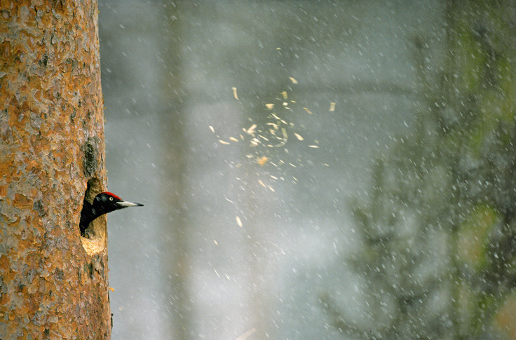 Wildlife Photographer of the Year: Unforgettable Behaviour