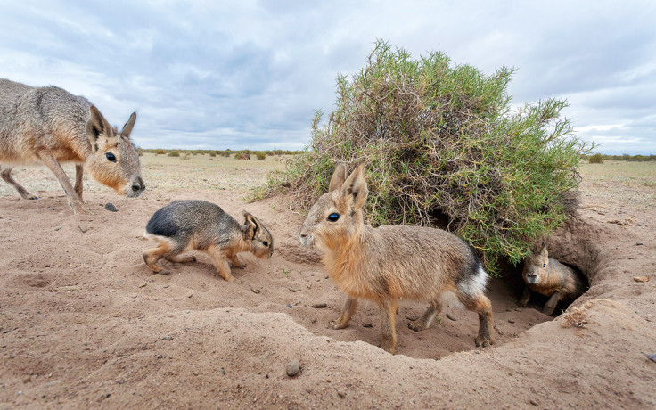 Wildlife Photographer of the Year: Unforgettable Behaviour