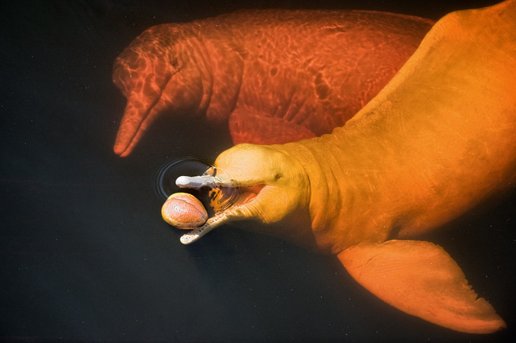 Wildlife Photographer of the Year: Unforgettable Behaviour