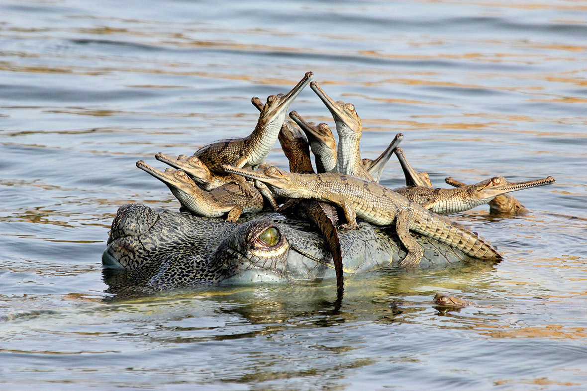 Wildlife Photographer of the Year Unforgettable Behaviour