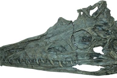 Diandongosuchus fuyuanensis