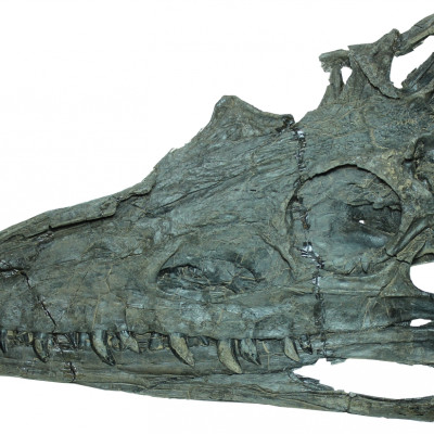 Diandongosuchus fuyuanensis
