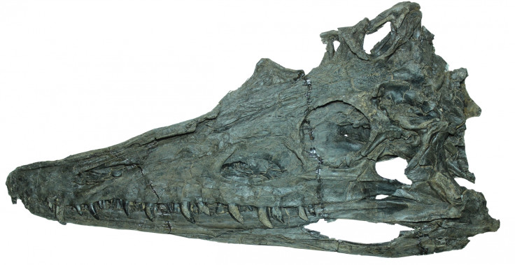 Diandongosuchus fuyuanensis