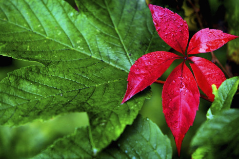 Leaf veins could extend battery life 