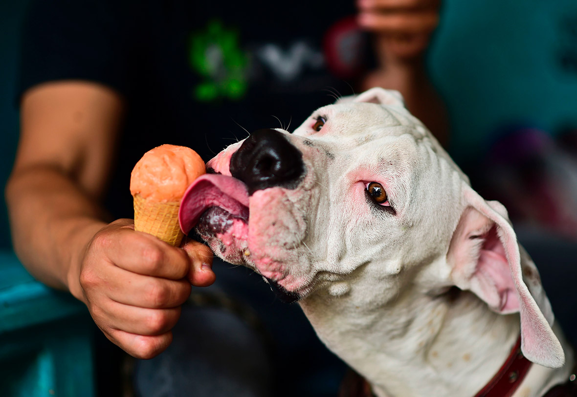 Canine ice cream parlour