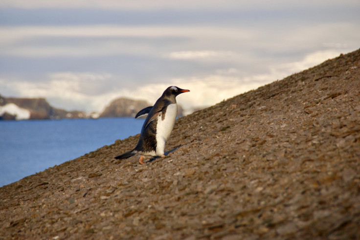 Gentoo penguin