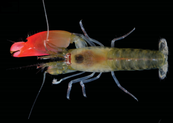 Pink Floyd shrimp