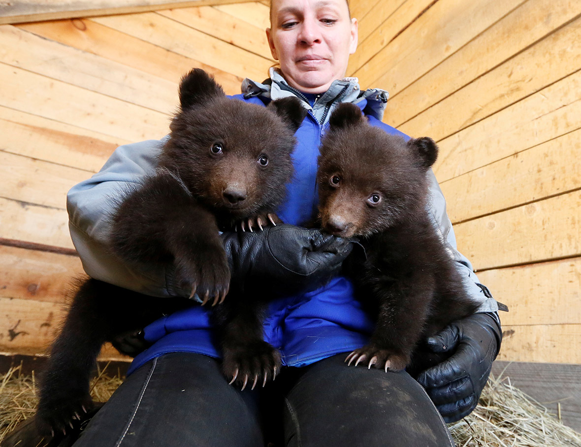 Orphaned brown bear cubs