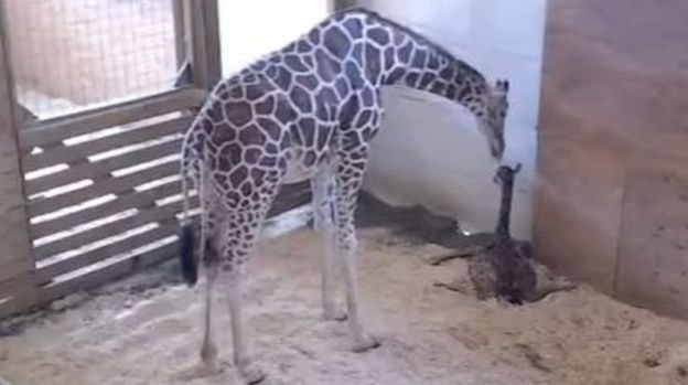 April The Giraffe Gives Birth As Millions Of People Watch Live-stream ...